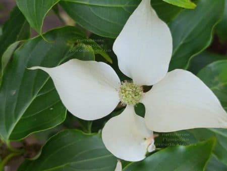 Дерен Коуза Чероки (Cornus kousa Cherokee) ФОТО Питомник растений Природа (5)