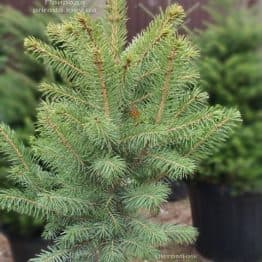 Ель колючая Глаука (Picea pungens Glauca) ФОТО Питомник растений Природа (141)