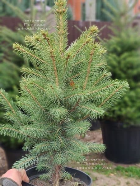 Ель колючая Глаука (Picea pungens Glauca) ФОТО Питомник растений Природа (141)