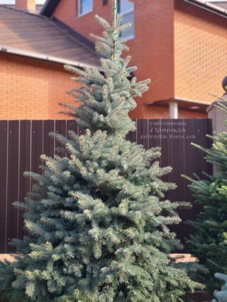 Ялина блакитна Глаука (Picea pungens Glauca) ФОТО Розплідник рослин Природа (145)