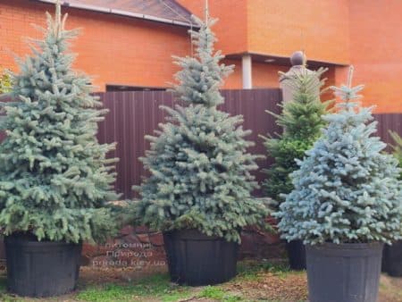 Ялина блакитна Глаука (Picea pungens Glauca) ФОТО Розплідник рослин Природа (147)