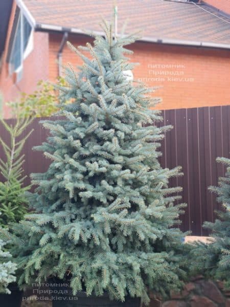 Ель голубая Глаука (Picea pungens Glauca) ФОТО Питомник растений Природа (148)
