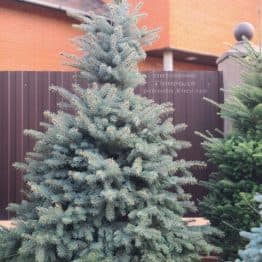 Ель голубая Глаука (Picea pungens Glauca) ФОТО Питомник растений Природа (149)