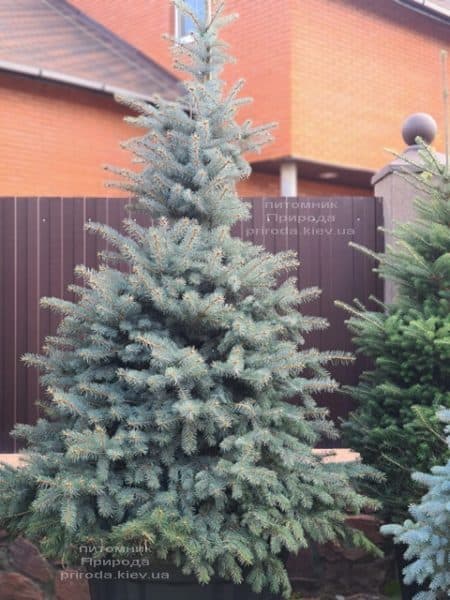 Ялина блакитна Глаука (Picea pungens Glauca) ФОТО Розплідник рослин Природа (149)