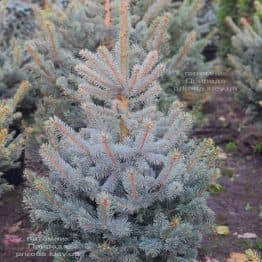 Ель голубая Глаука (Picea pungens Glauca) ФОТО Питомник растений Природа (152)