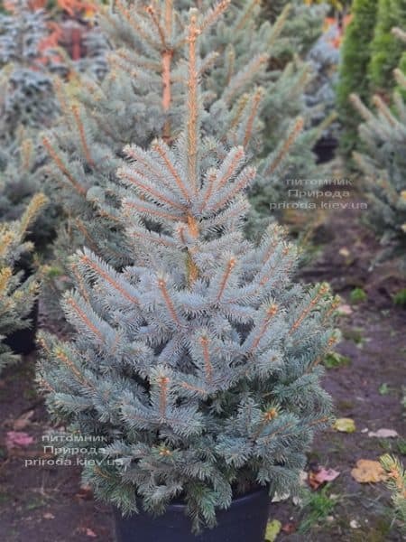 Ель голубая Глаука (Picea pungens Glauca) ФОТО Питомник растений Природа (152)