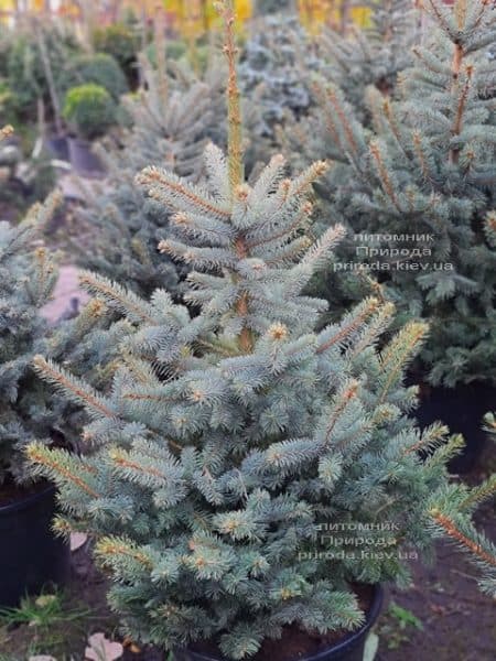 Ель голубая Глаука (Picea pungens Glauca) ФОТО Питомник растений Природа (154)