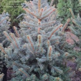 Ель голубая Глаука (Picea pungens Glauca) ФОТО Питомник растений Природа (156)