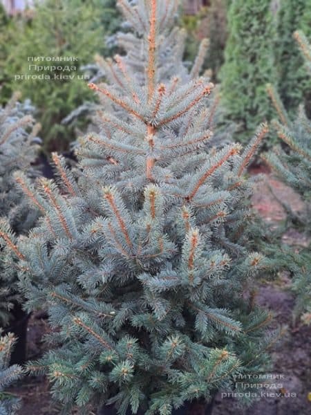 Ялина блакитна Глаука (Picea pungens Glauca) ФОТО Розплідник рослин Природа (156)