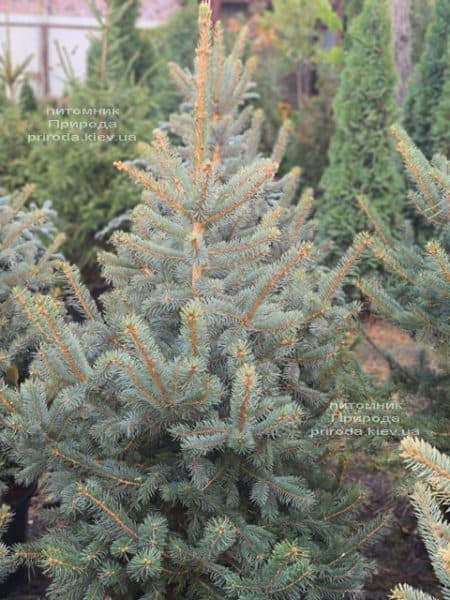 Ялина блакитна Глаука (Picea pungens Glauca) ФОТО Розплідник рослин Природа (157)