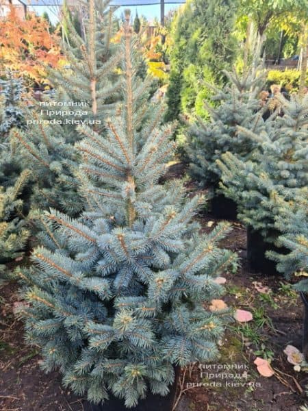 Ель голубая Глаука (Picea pungens Glauca) ФОТО Питомник растений Природа (159)