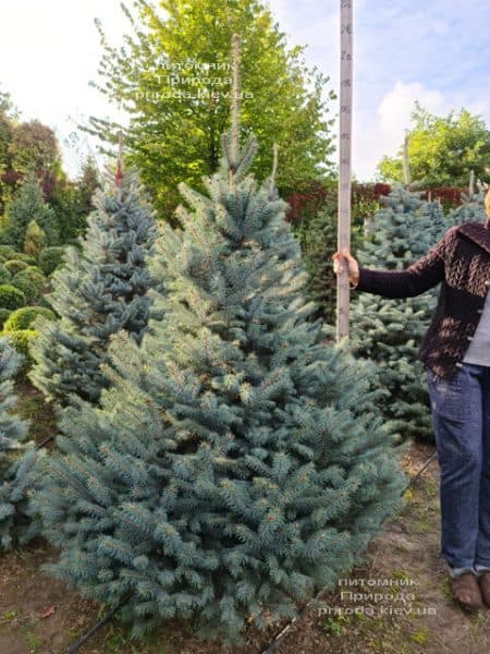 Ялина блакитна Глаука (Picea pungens Glauca) ФОТО Розплідник рослин Природа (160)