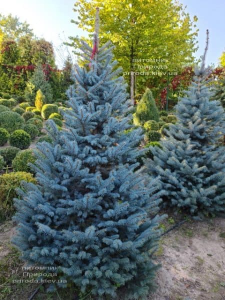 Ялина блакитна Глаука (Picea pungens Glauca) ФОТО Розплідник рослин Природа (161)