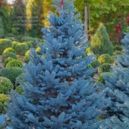 Ель голубая Глаука (Picea pungens Glauca) ФОТО Питомник растений Природа (162)