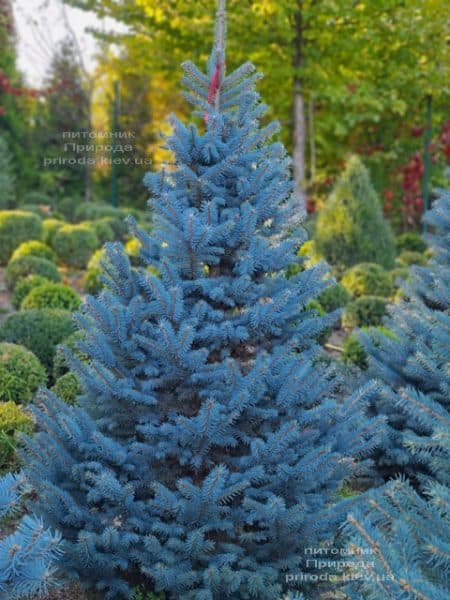 Ель голубая Глаука (Picea pungens Glauca) ФОТО Питомник растений Природа (162)