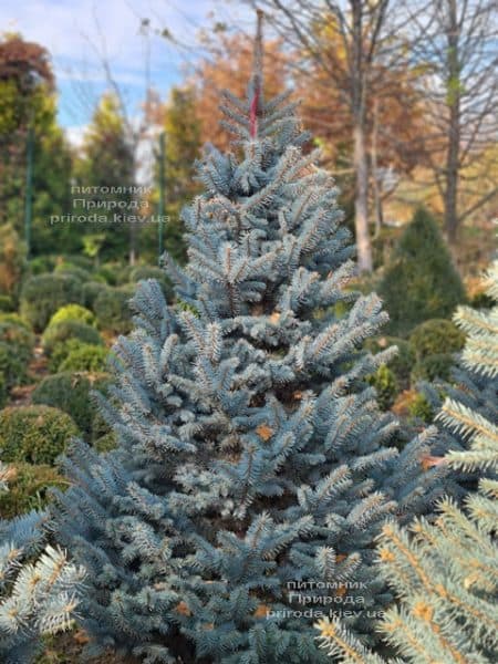 Ялина блакитна Глаука (Picea pungens Glauca) ФОТО Розплідник рослин Природа (163)