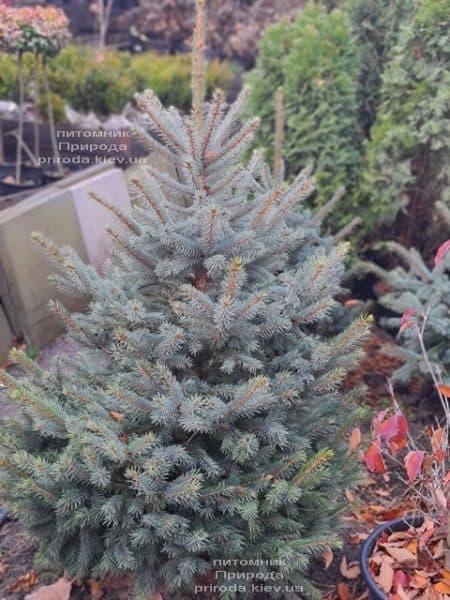 Ель голубая Глаука (Picea pungens Glauca) ФОТО Питомник растений Природа (164)