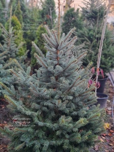 Ель голубая Глаука (Picea pungens Glauca) ФОТО Питомник растений Природа (165)