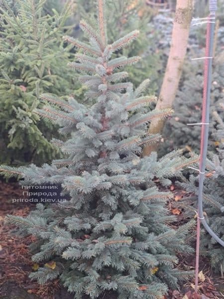 Ель голубая Глаука (Picea pungens Glauca) ФОТО Питомник растений Природа (166)