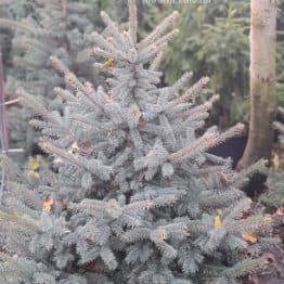 Ель голубая Глаука (Picea pungens Glauca) ФОТО Питомник растений Природа (167)