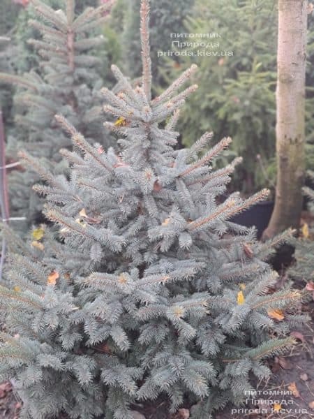 Ель голубая Глаука (Picea pungens Glauca) ФОТО Питомник растений Природа (167)