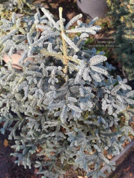 Ялиця Глаука (Abies procera Glauca) ФОТО Розплідник рослин Природа (11)