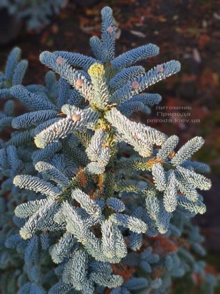 Ялиця Глаука (Abies procera Glauca) ФОТО Розплідник рослин Природа (12)