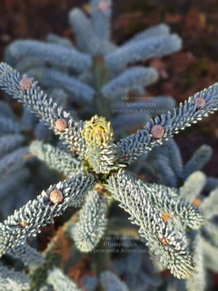 Пихта Глаука (Abies procera Glauca) ФОТО Питомник растений Природа (13)