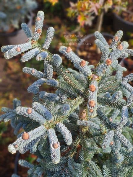 Пихта Глаука (Abies procera Glauca) ФОТО Питомник растений Природа (14)