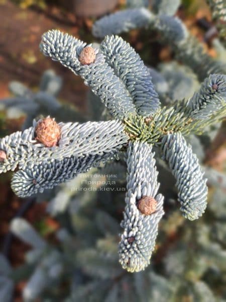 Пихта Глаука (Abies procera Glauca) ФОТО Питомник растений Природа (15)