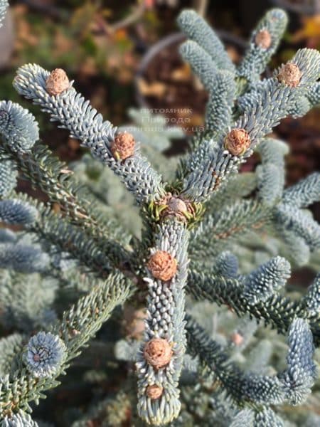 Пихта Глаука (Abies procera Glauca) ФОТО Питомник растений Природа (16)