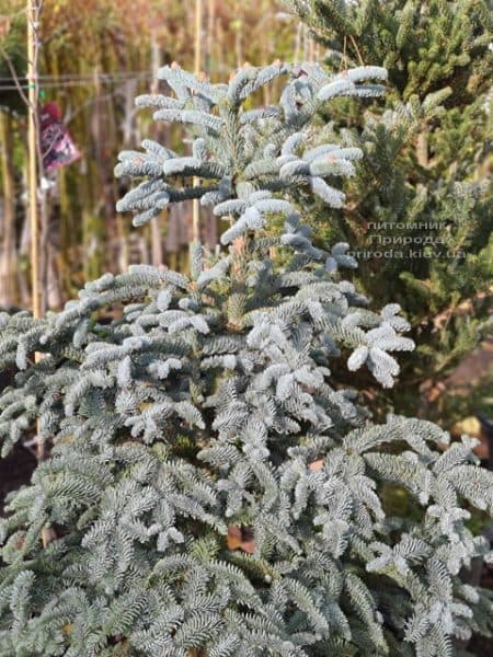 Ялиця Глаука (Abies procera Glauca) ФОТО Розплідник рослин Природа (17)