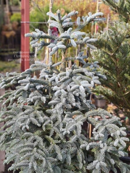 Пихта Глаука (Abies procera Glauca) ФОТО Питомник растений Природа (18)