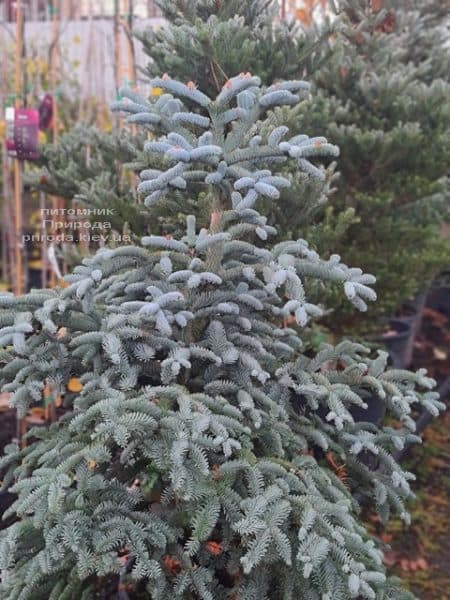 Пихта Глаука (Abies procera Glauca) ФОТО Питомник растений Природа (19)