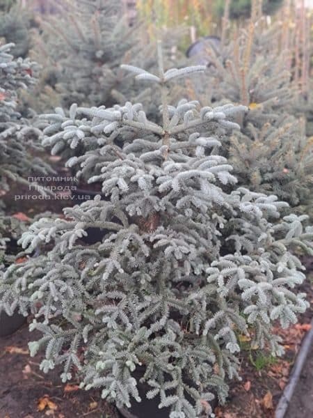 Пихта Глаука (Abies procera Glauca) ФОТО Питомник растений Природа (20)