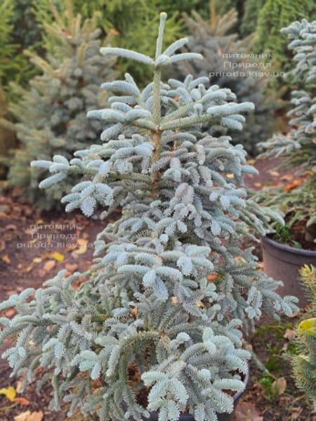 Пихта Глаука (Abies procera Glauca) ФОТО Питомник растений Природа (8)