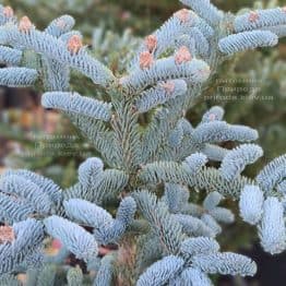 Ялиця Глаука (Abies procera Glauca) ФОТО Розплідник рослин Природа (9)