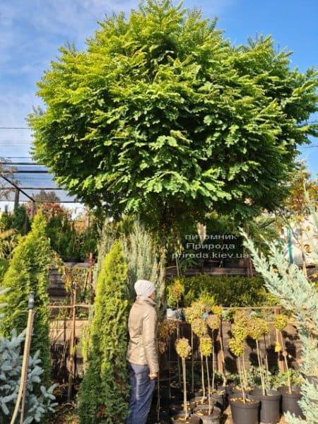 Акация шаровидная (Робиния псевдоакация Умбракулифера) (Robinia pseudoacacia Umbraculifera) ФОТО Питомник растений Природа (1)