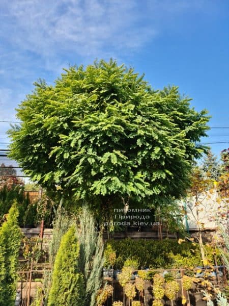 Акация шаровидная (Робиния псевдоакация Умбракулифера) (Robinia pseudoacacia Umbraculifera) ФОТО Питомник растений Природа (2)