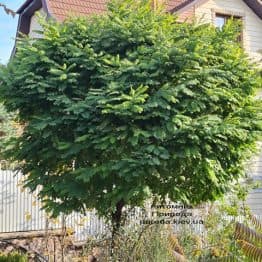 Акация шаровидная (Робиния псевдоакация Умбракулифера) (Robinia pseudoacacia Umbraculifera) ФОТО Питомник растений Природа (3)