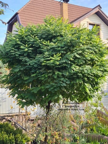 Акація куляста (Робінія псевдоакація Умбракуліфера) (Robinia pseudoacacia Umbraculifera) ФОТО Розплідник рослин Природа (3)