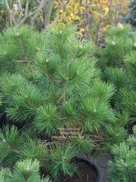Сосна чёрная австрийская (Pinus nigra austriaca) ФОТО Питомник растений Природа (1)
