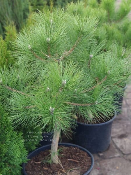 Сосна чорна австрійська (Pinus nigra austriaca) ФОТО Розплідник рослин Природа (10)