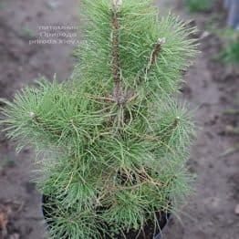 Сосна чорна австрійська (Pinus nigra austriaca) ФОТО Розплідник рослин Природа (11)
