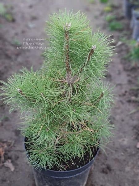 Сосна чёрная австрийская (Pinus nigra austriaca) ФОТО Питомник растений Природа (11)