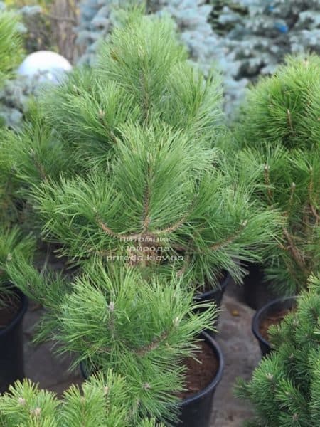 Сосна чёрная австрийская (Pinus nigra austriaca) ФОТО Питомник растений Природа (2)