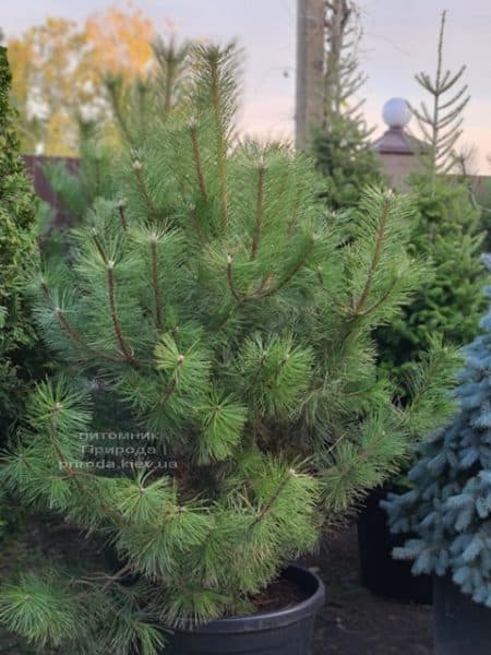 Сосна чёрная австрийская (Pinus nigra austriaca) ФОТО Питомник растений Природа (3)