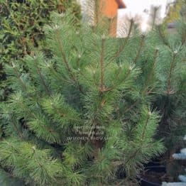 Сосна чёрная австрийская (Pinus nigra austriaca) ФОТО Питомник растений Природа (4)