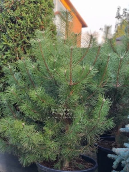 Сосна чорна австрійська (Pinus nigra austriaca) ФОТО Розплідник рослин Природа (4)