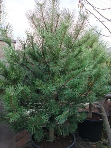 Сосна чорна австрійська (Pinus nigra austriaca) ФОТО Розплідник рослин Природа (5)